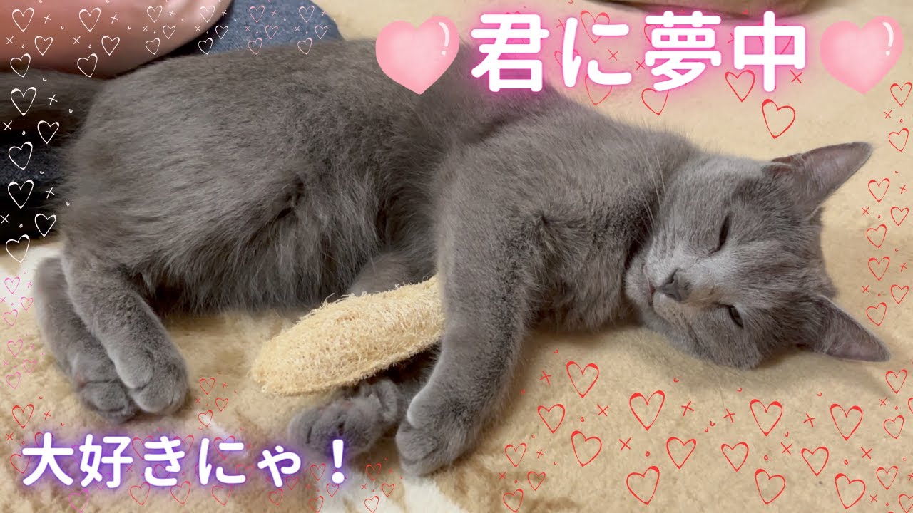 デンタルケアおもちゃを抱きしめる猫（ロシアンブルー）