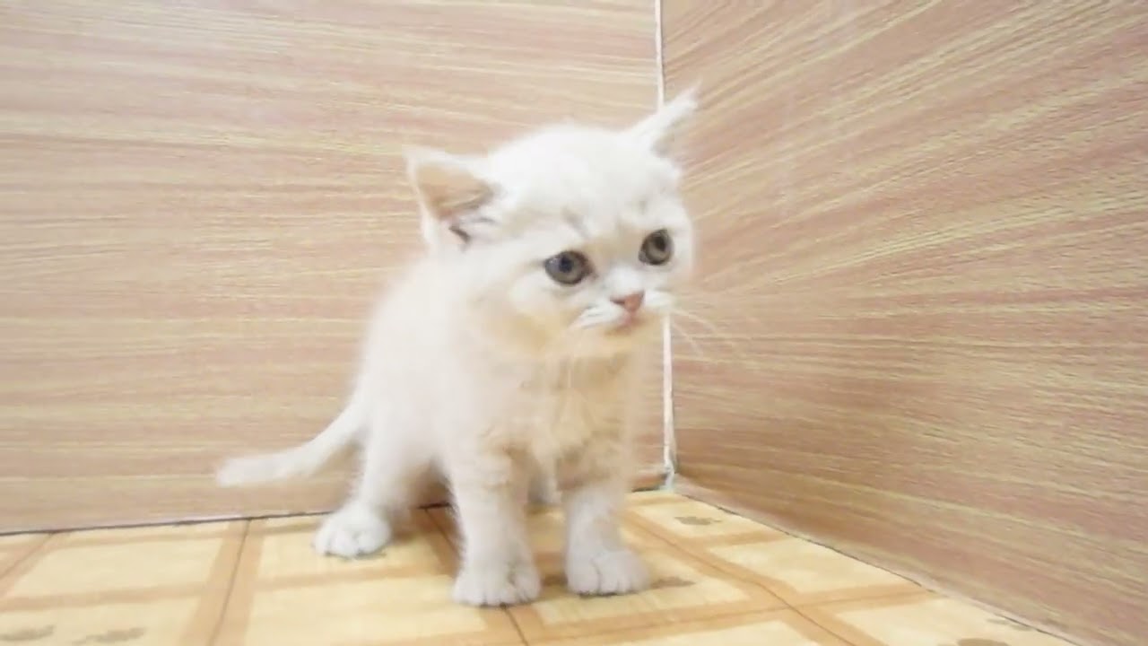 Coo&RIKU　No00626004 ブリティッシュショートヘアー