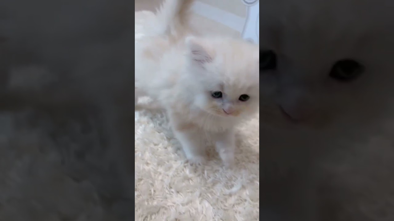 長足マンチカン♡シロクマ感漂う甘えん坊男の子