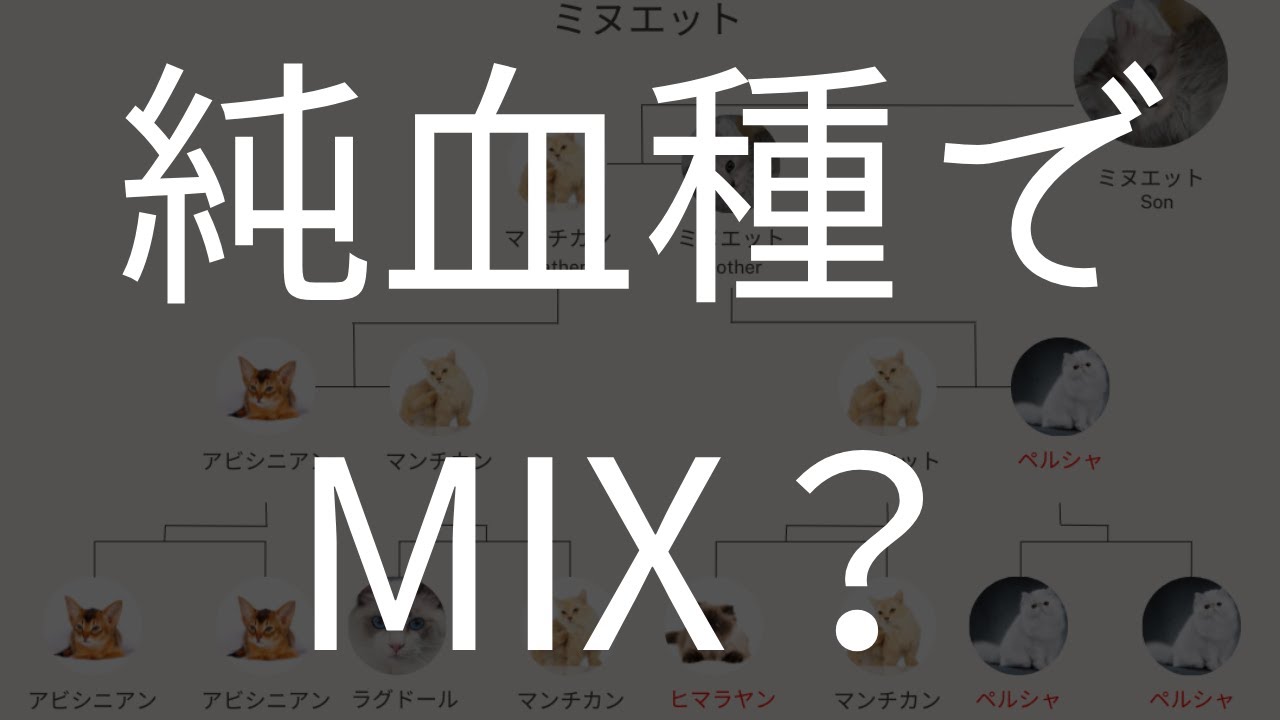 【専門的】マンチカンとミヌエットは 究極のMIX？血統の謎に迫る！【ブリーダー直販ペットの実家】