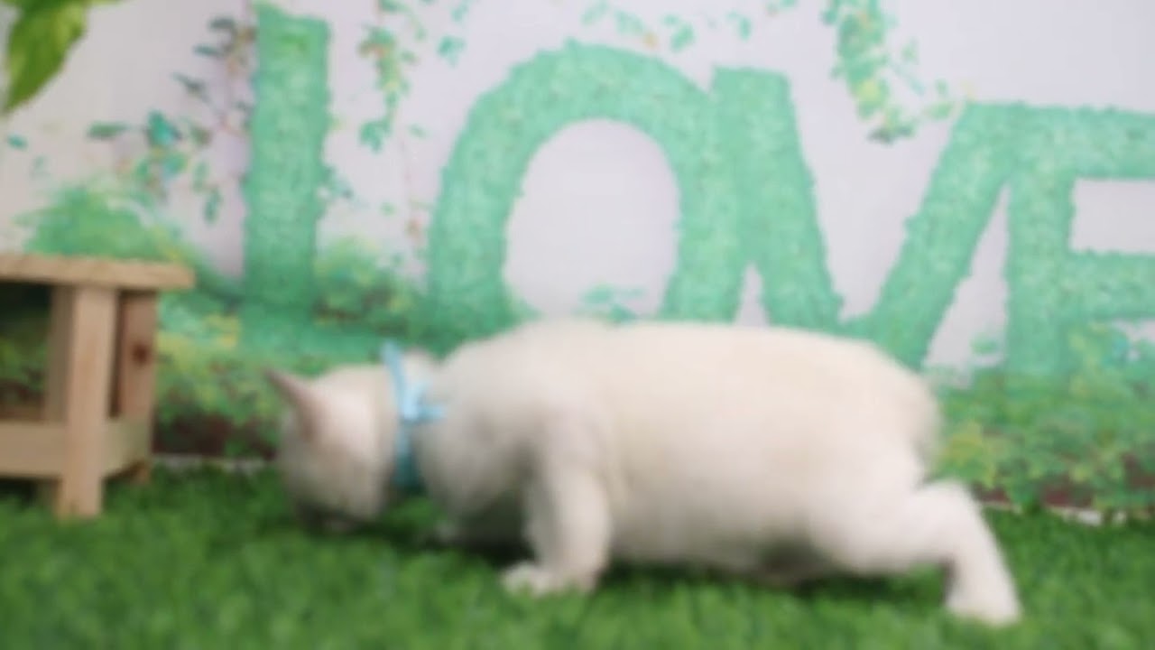 Coo&RIKU　No629978　トンキニーズ