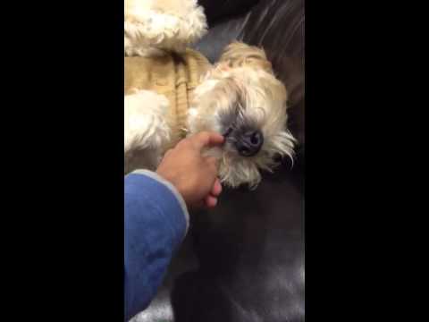 レックスさん (Rex)