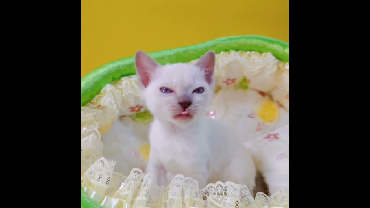 トンキニーズ プラチナポイントの男の子♪