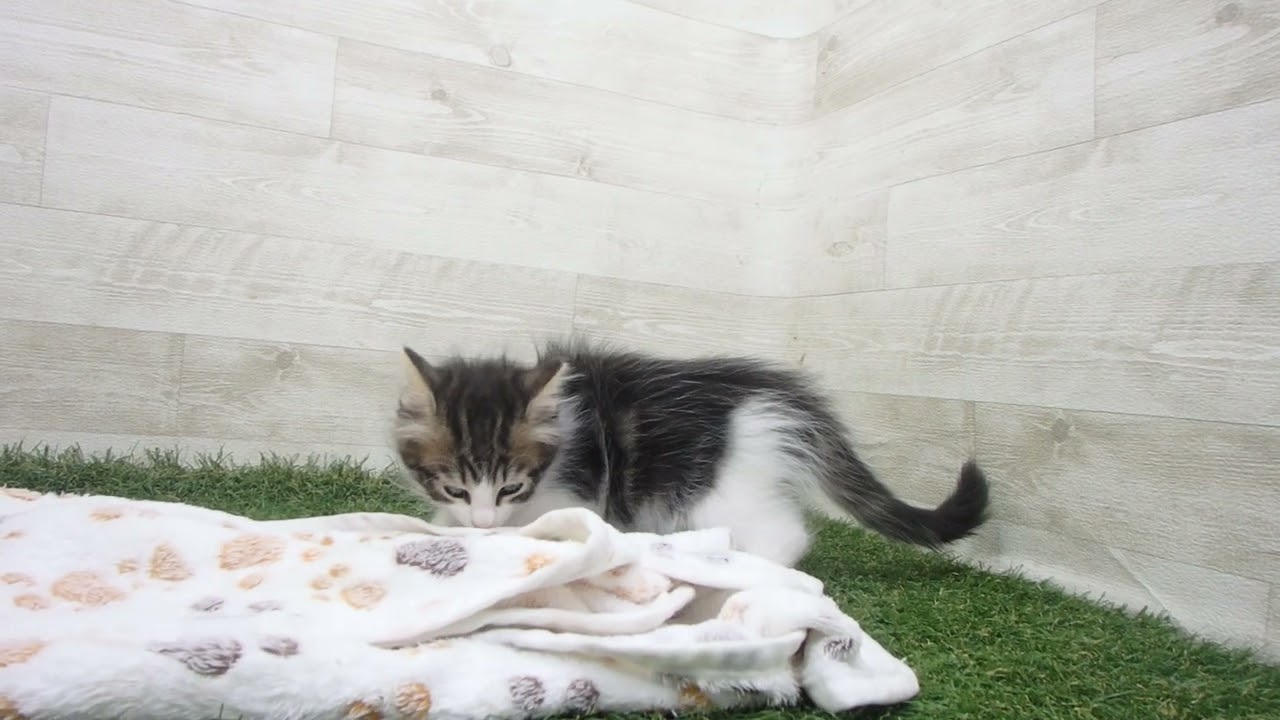 Coo&RIKU　No00629348 ノルウェージャン・フォレストキャット