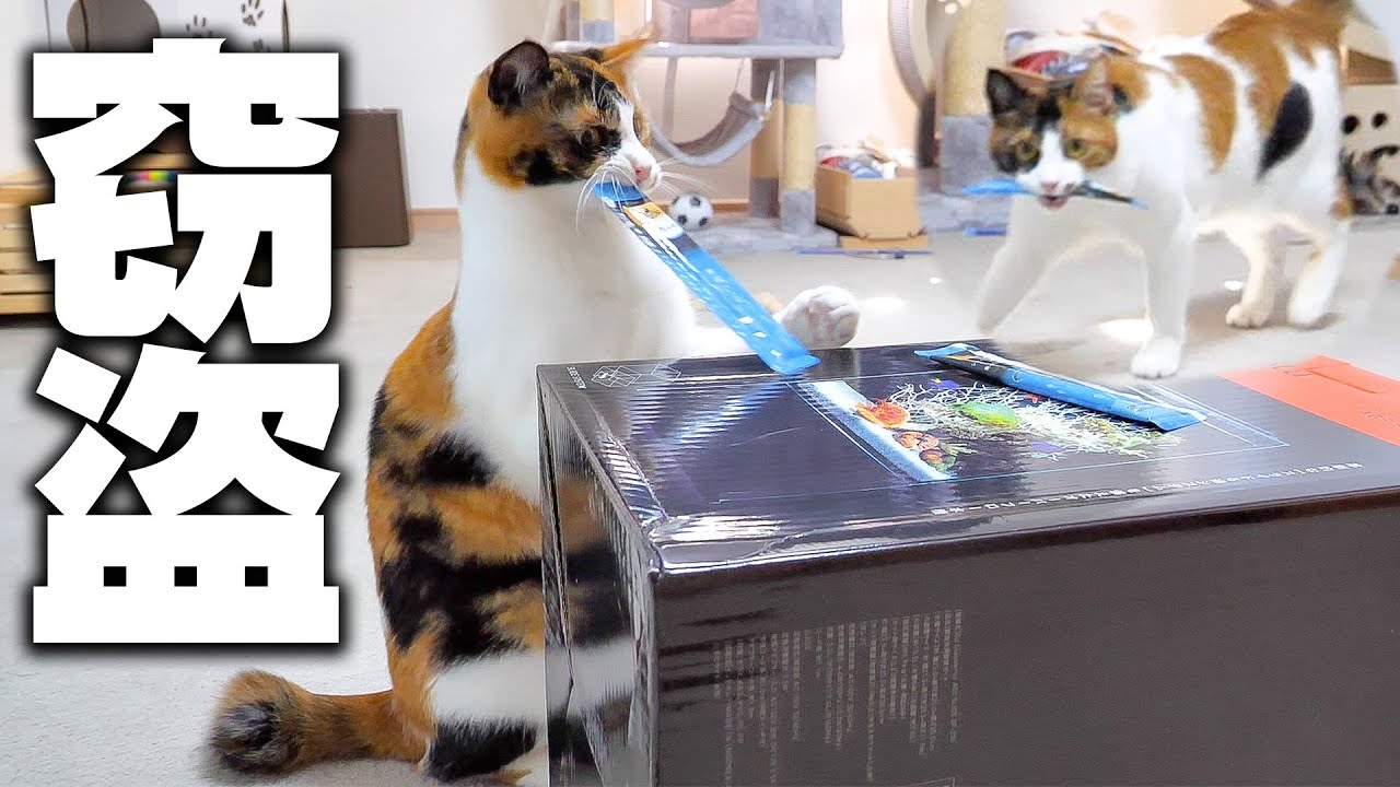 我が家で凶悪な窃盗事件が発生しました…。監視カメラで犯行の瞬間を捉えたら容疑者が驚きの行動に…！！！