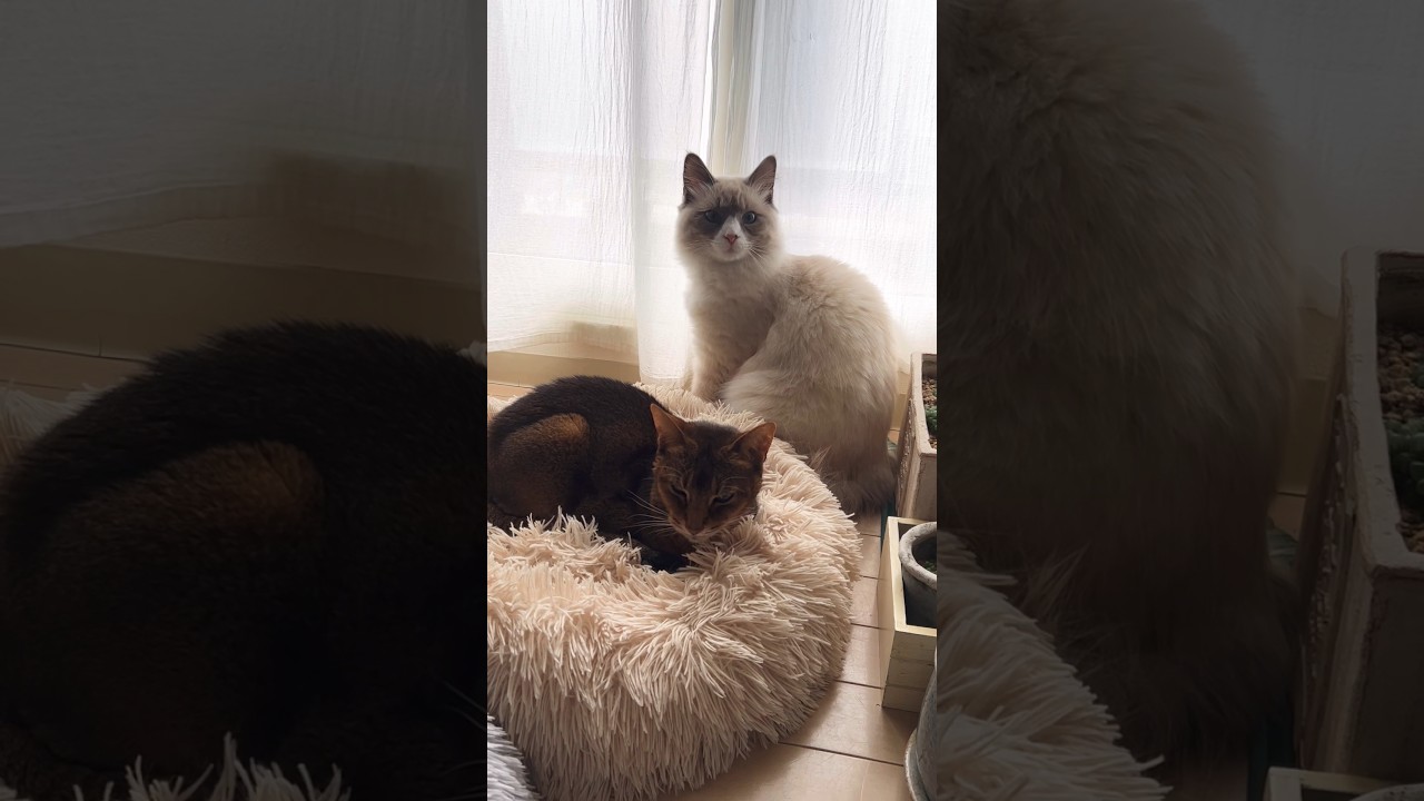 朝かな #shorts #猫動画 #アビシニアン #サイベリアン #cat #まな猫