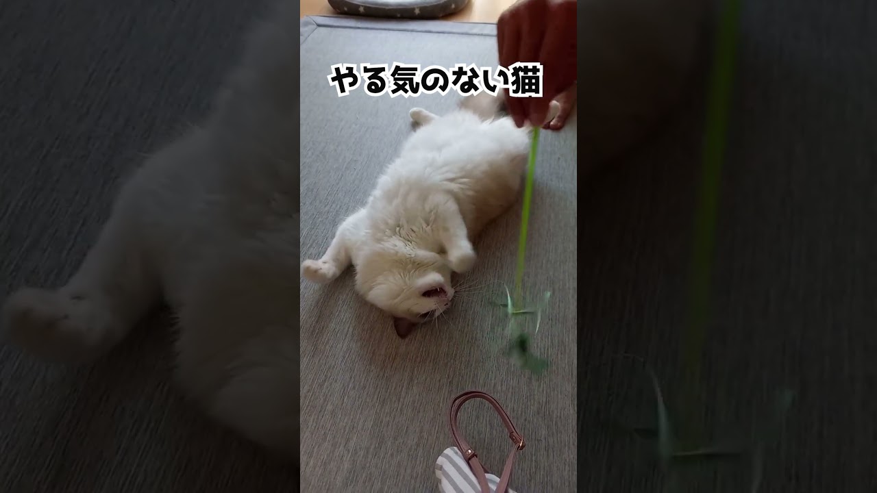 やる気ない日はこうなります。#shorts #猫 #ラグドール #cat #かわいい #やる気なし