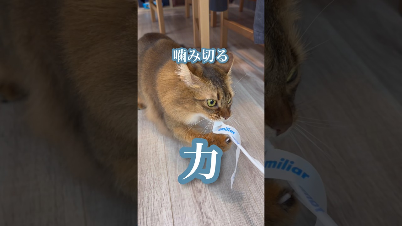 猫に学ぶ噛み切る方法