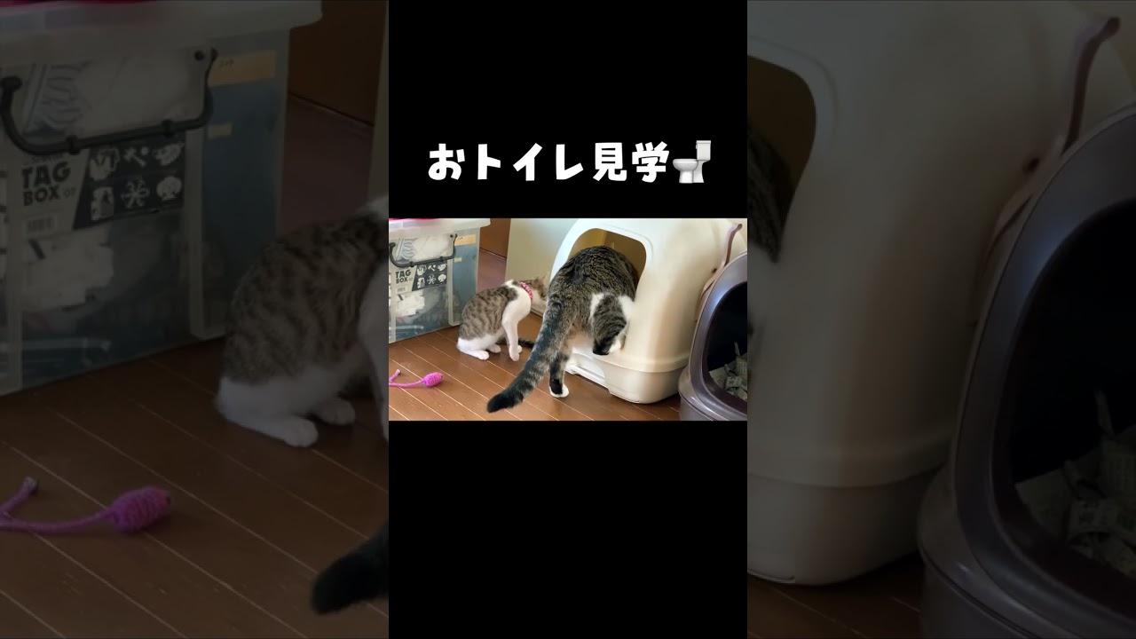 先輩猫からトイレの仕方を学ぶ子猫