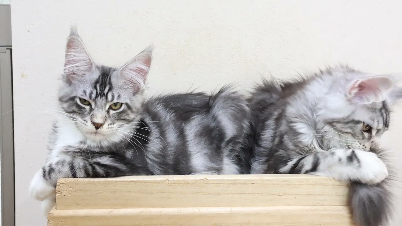 シルバーのメインクーン子猫兄弟生後4ヶ月