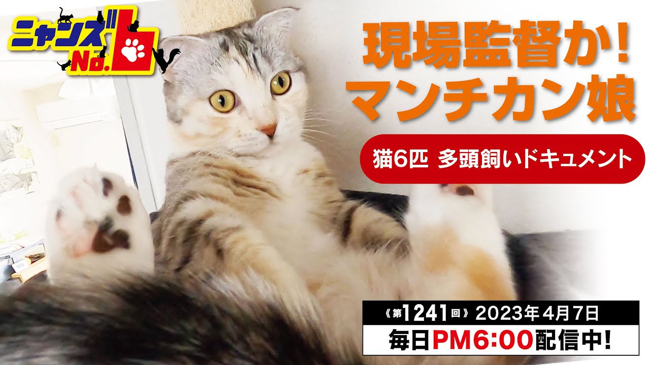 《第1241回》現場監督か！マンチカン娘