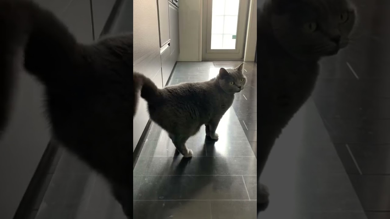 しっぽの大きさが違いすぎる猫【シャルトリュー】#Shorts