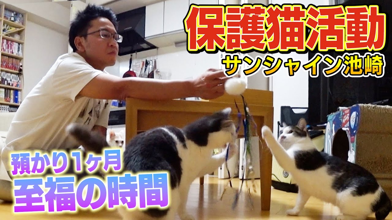 【サンシャイン池崎】預かり１ヶ月目！保護猫のりしおが手作りおもちゃで心を開く！？【預かりボランティア】