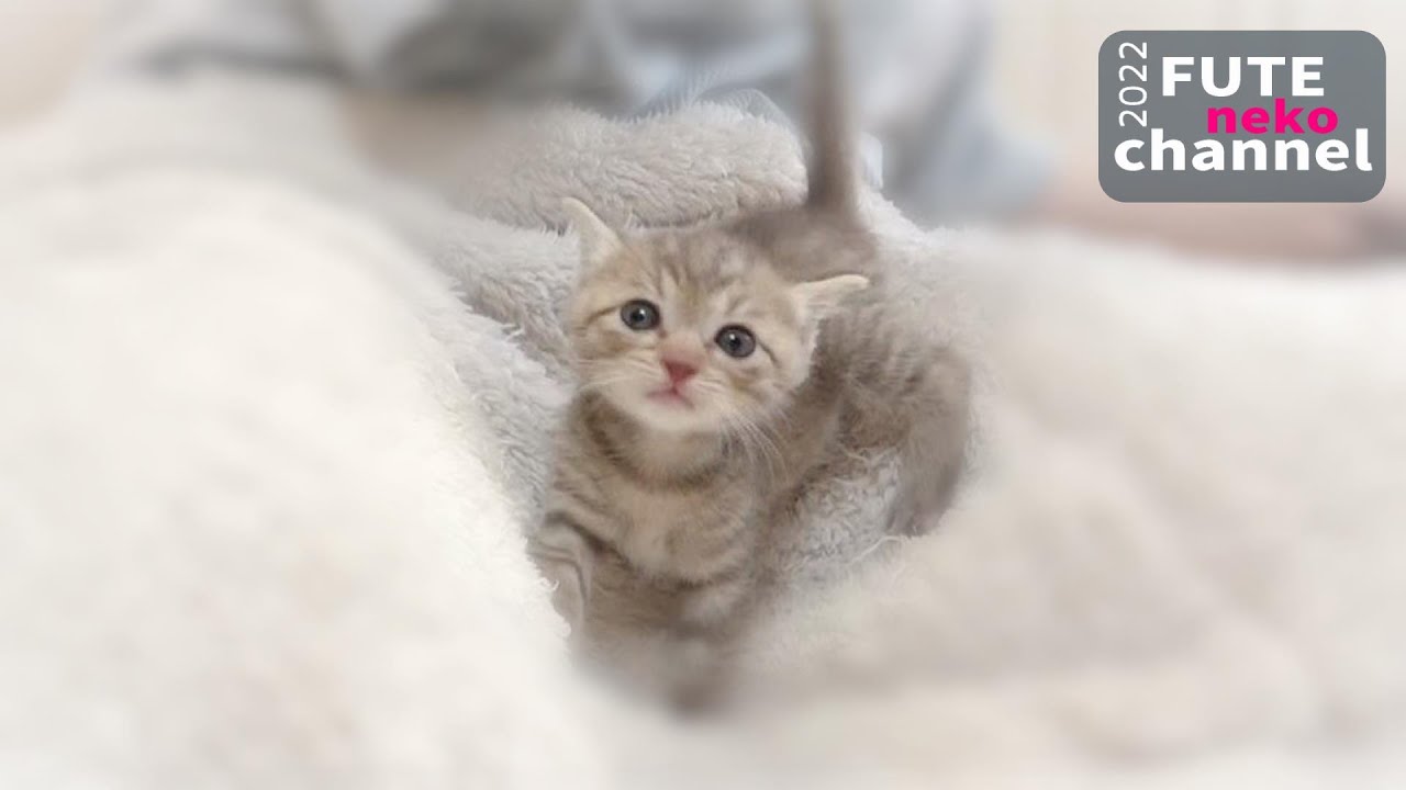 すごい勢いでミルクを飲む子猫【保護子猫】