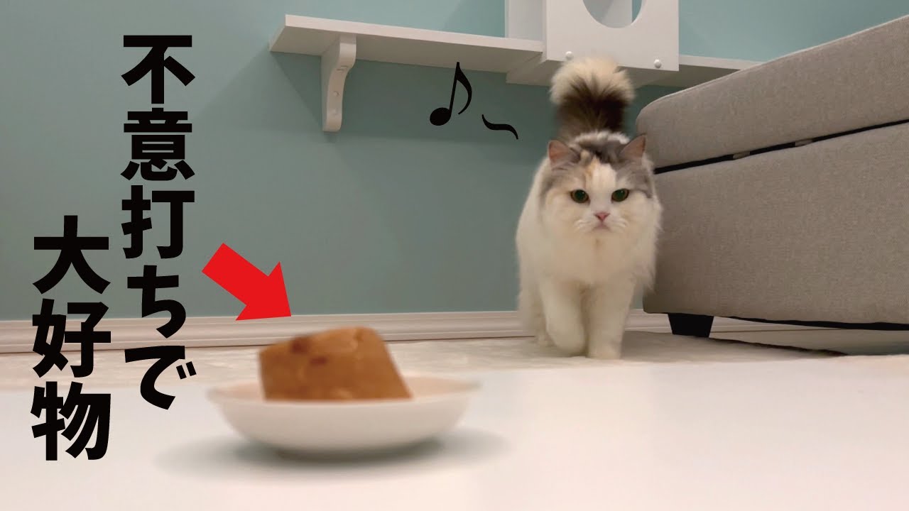 【幸せすぎるドッキリ】いきなり猫部屋に大好物のちゅーるタワーを置いてみた【関西弁でしゃべる猫】