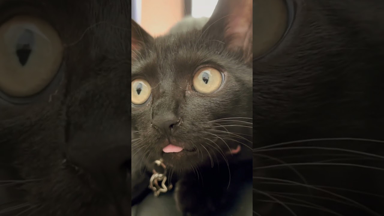 舌が出たまんま🤣🤣 #猫 #保護猫 #子猫 #保護子猫 #cute #kittycat #cutecat #cat #cutekitty #kitty