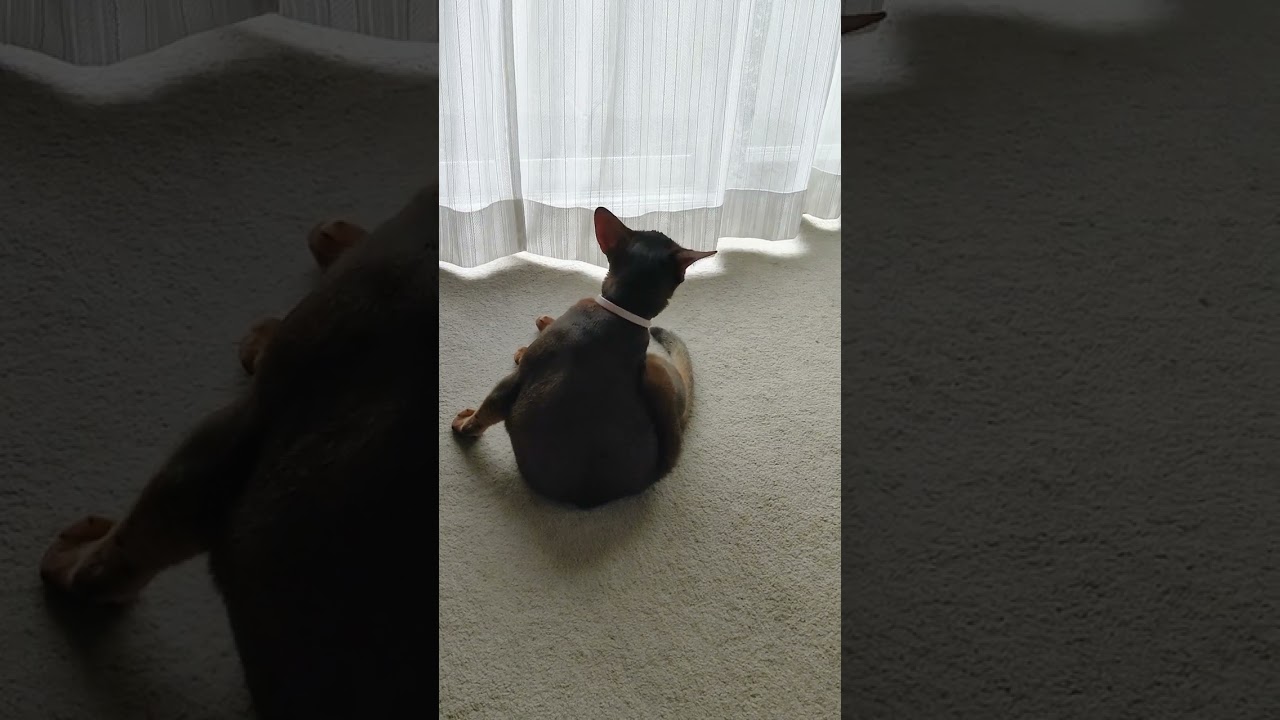 ネコ動画あび#894　#shorts　あびの毎日　アビシニアン　あびブログ