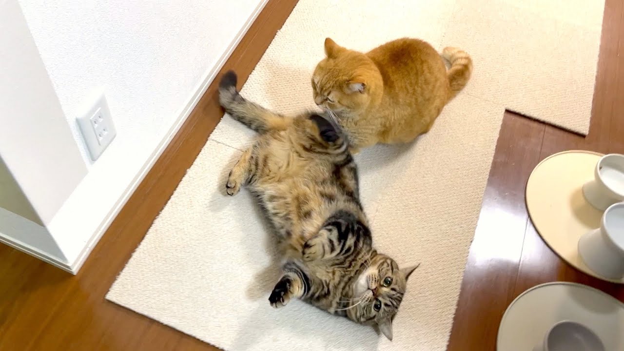 悪気のないキックを受けて怒っちゃった兄猫w