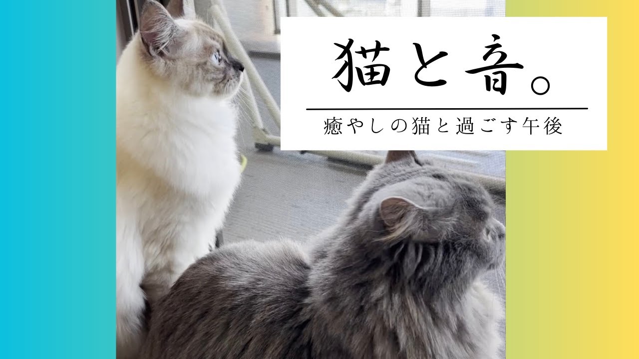 癒やしの猫と音楽。 【猫・子猫・マンチカン/サイベリアン】