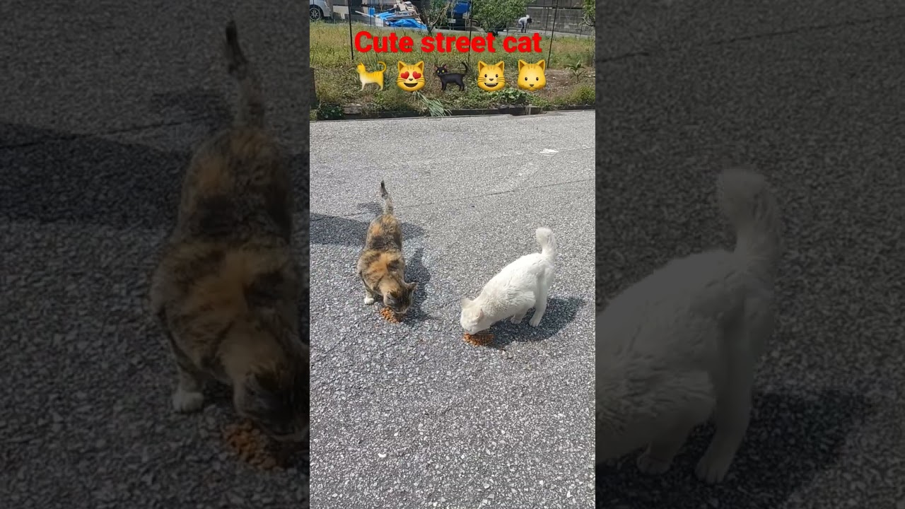 feeding cute street cat in kochi Shi,japan #日本 #猫 #地域猫 #ねこ動画 #かわいい猫 #shorts #viral #india #cat #cats