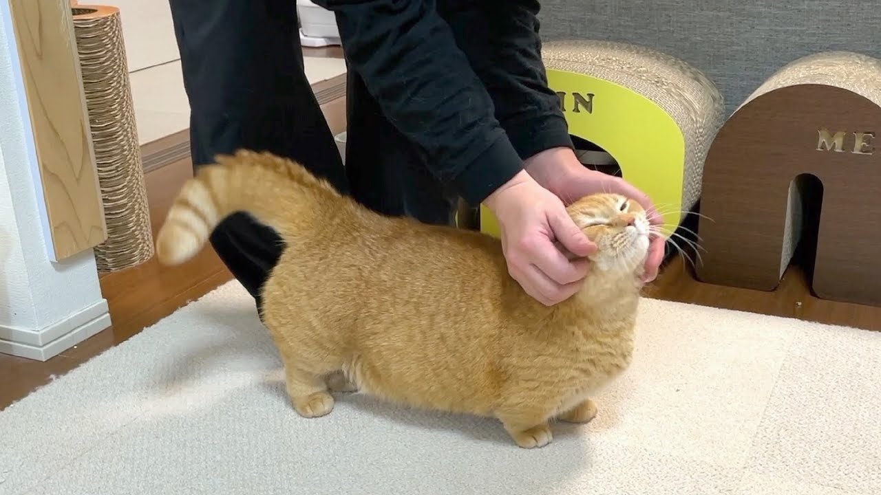 【永久機関】無限もふもふ