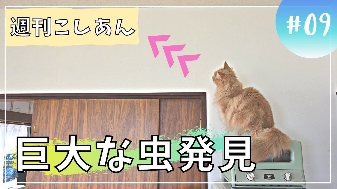 【週刊こしあん9】虫の襲来！興奮気味の子猫！【サイベリアン・子猫】