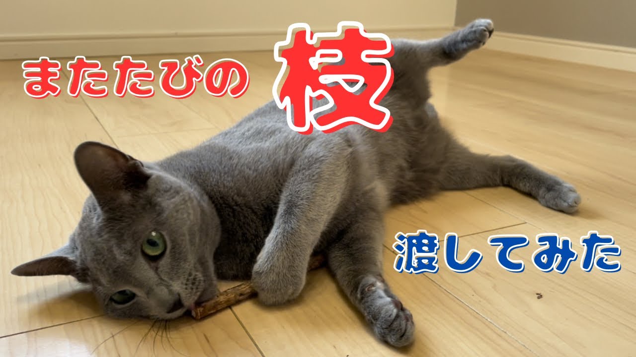 初めての『またたびの枝』にこうなりました【ロシアンブルー】