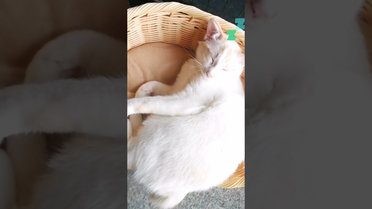 【ねこ動画】ジャパニーズボブテイルの子猫のゆきちゃん🐱 #shorts #子猫 #ボブテイル