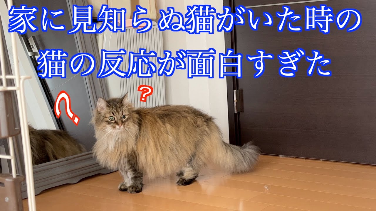 家に見知らぬノルウェージャンがいた時の猫の反応がこちらです（笑）ノルウェージャンフォレストキャット