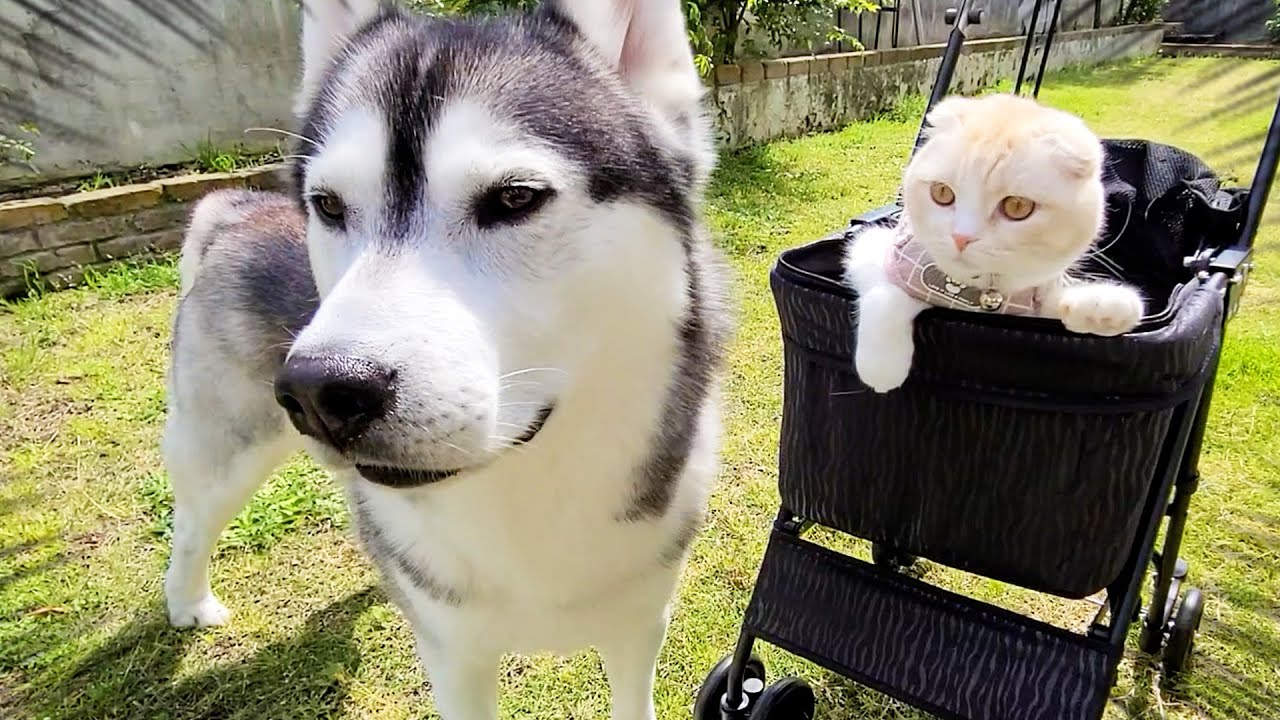 外で遊んでたらカラスに睨まれて子猫と犬がこうなっちゃいました...
