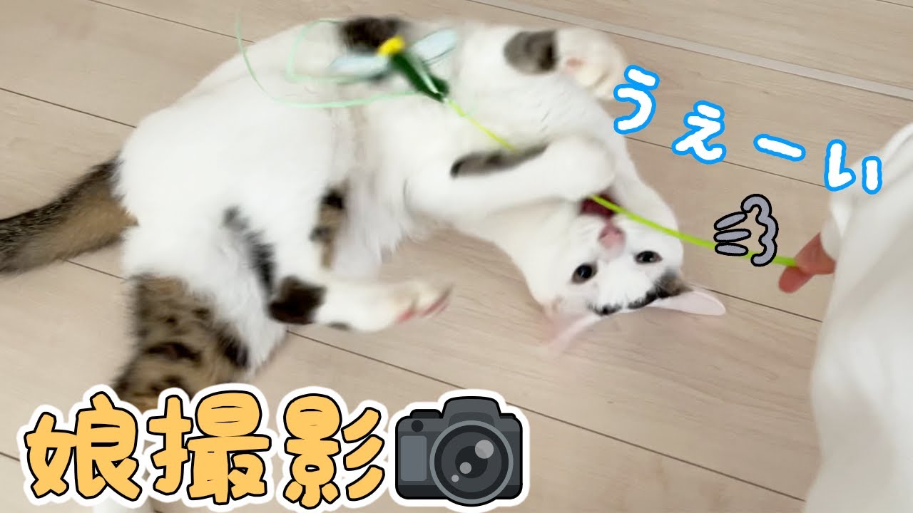 娘と猫たちだけでお留守番してもらいました！