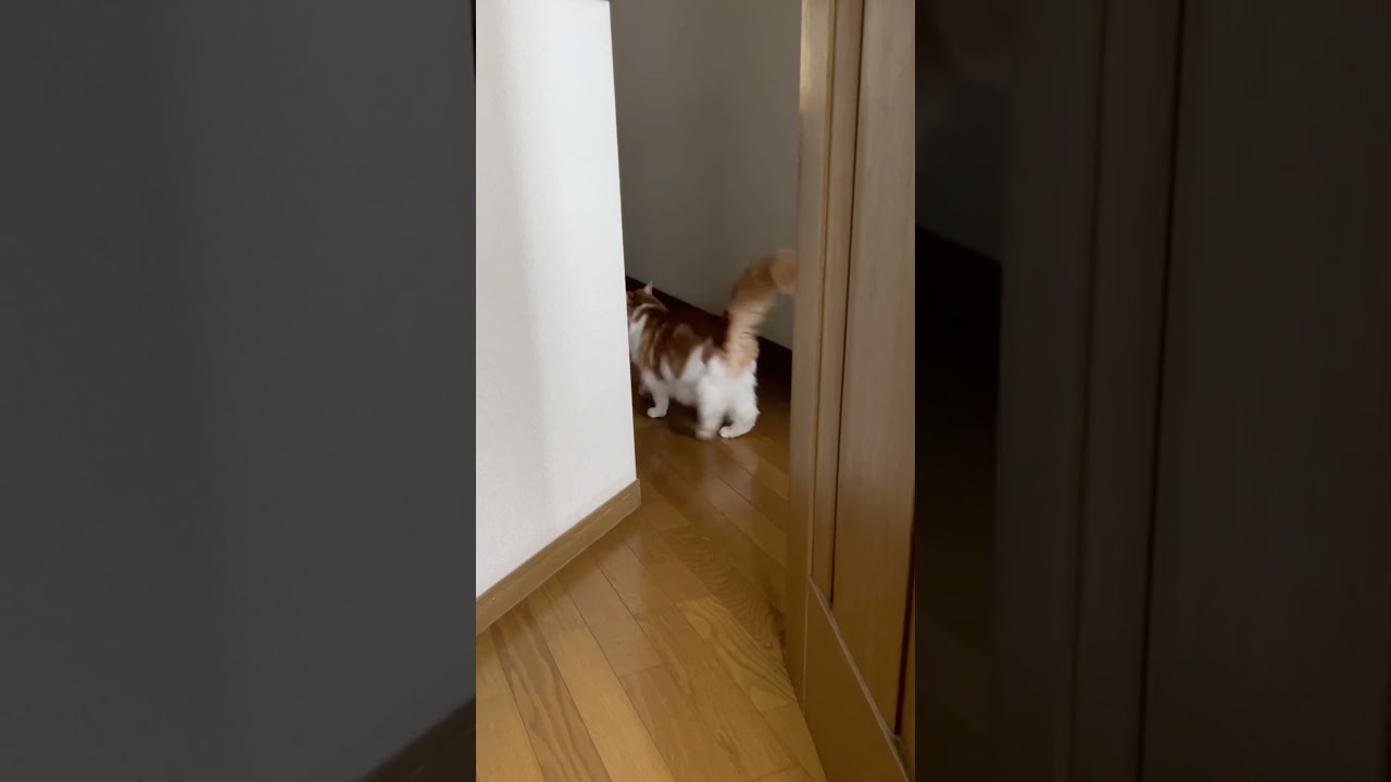 なんかムカつく猫#shorts 【マリー（メインクーン）】