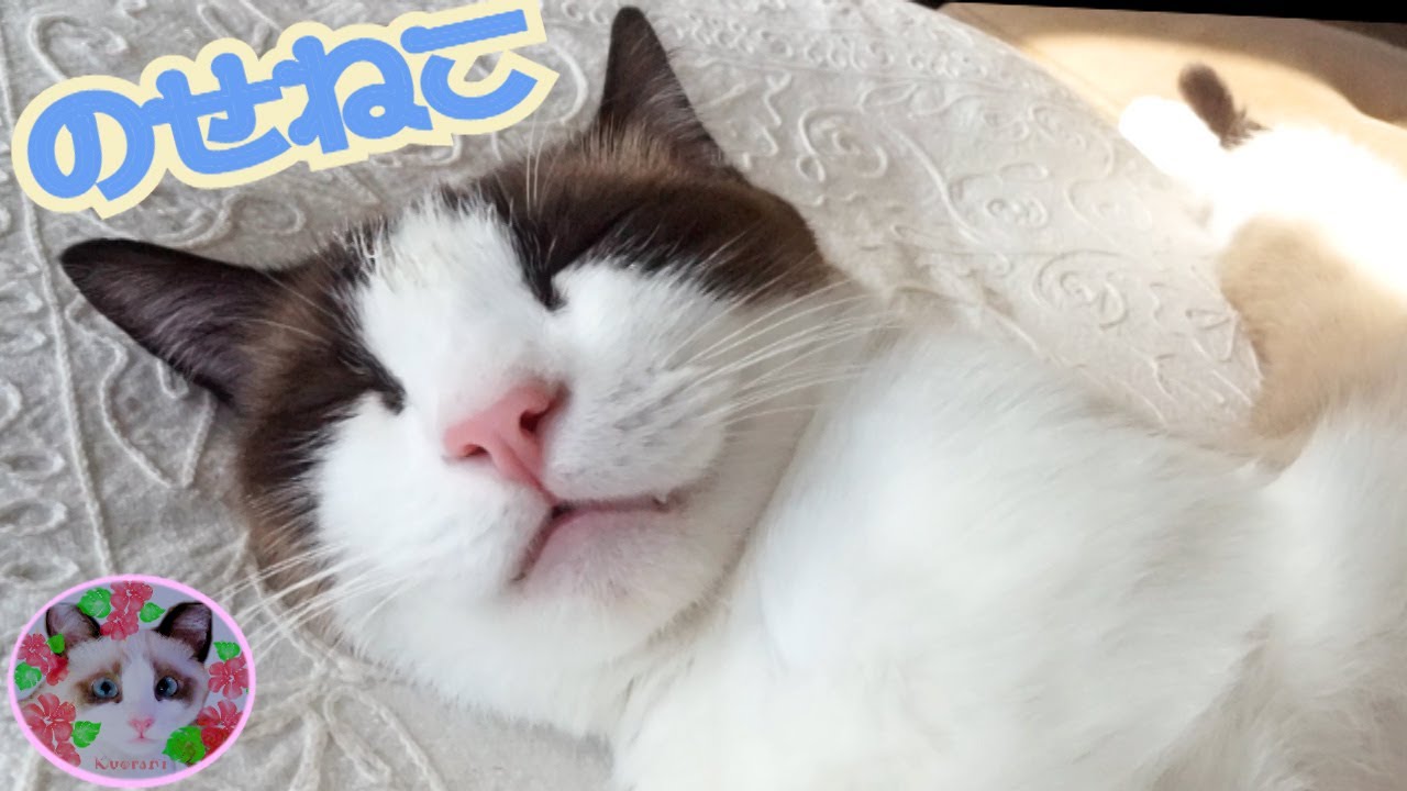 シャム猫の上にシャム猫のせて～　Siamese cat on top of Siamese cat