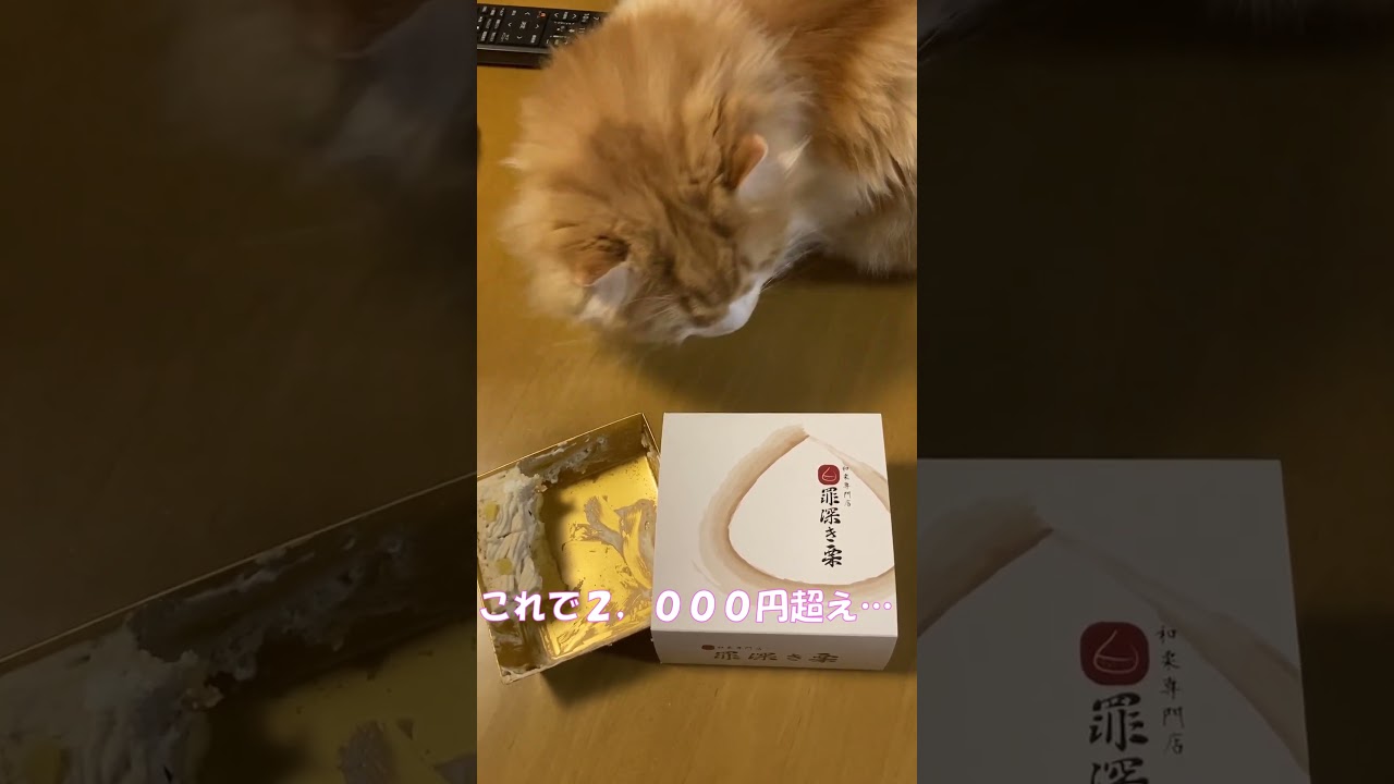 罪深き栗ｖｓふとっちょ猫 #shorts  #猫 #アメリカンカール #cat