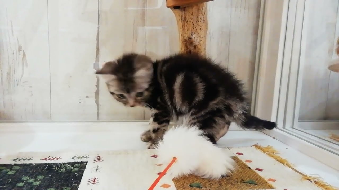 アメリカン・ショートヘアー　女の子　2023/02/20生まれ