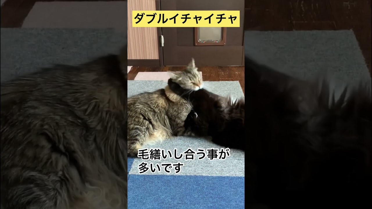 メンズのダブルイチャイチャ【メインクーン】 #猫カフェ #メインクーン #猫動画 #かわいい猫 #猫動画おもしろい