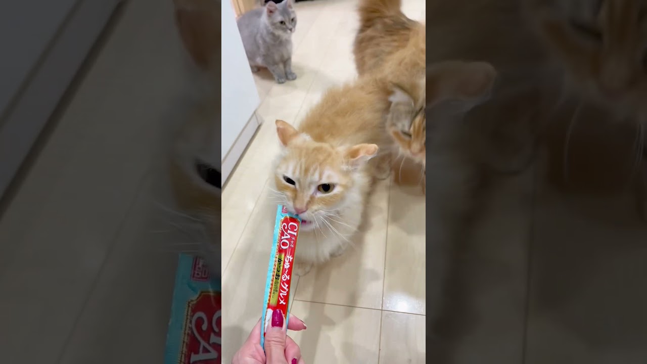 【里親募集】短足スクーカムちゃん【お問合せ詳細は説明欄に記載あります】 🐱 #ラパーマ #マンチカン #子猫 #猫 #スクーカム #短足 #里親募集中 #ブリーダー