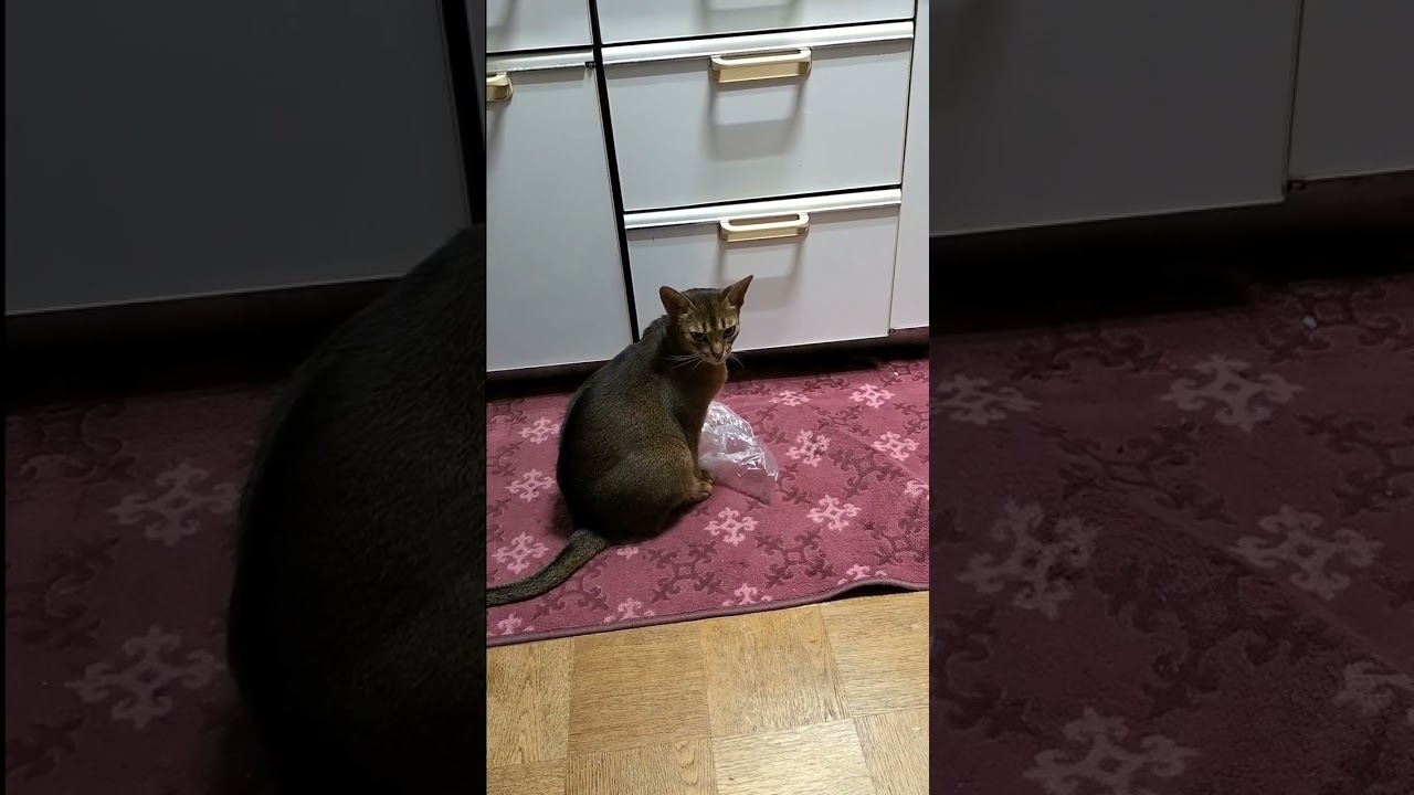 ネコ動画あび#1168 　#shorts　あびの毎日　アビシニアン　あびブログ