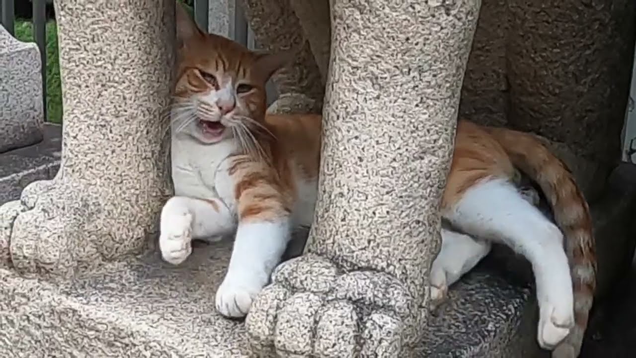 こまいぬの中で、爆睡している茶白猫を見ていると。。。The sleeping cat suddenly woke up in surprise.Vol.590