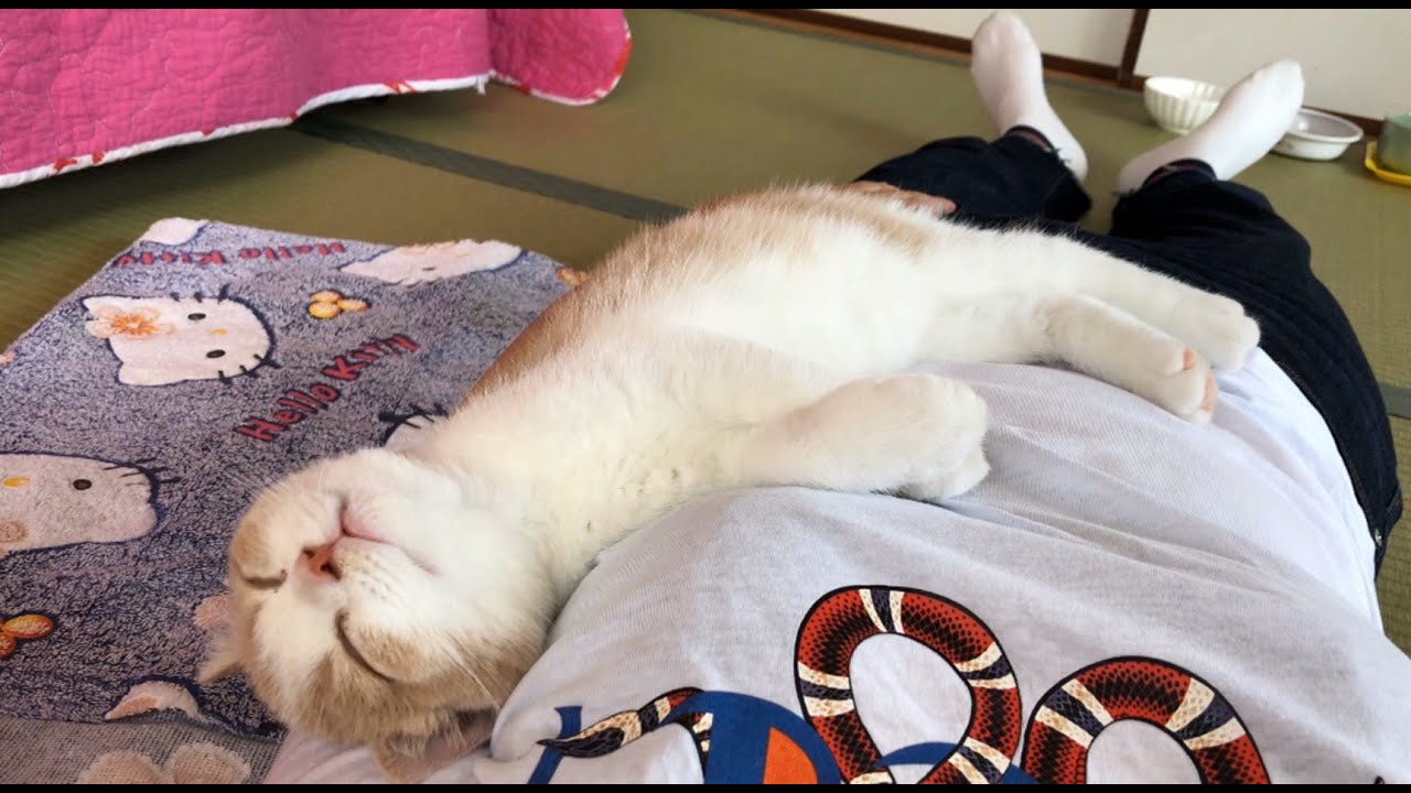 家に来た初日から飼い主にベッタリな子猫！！Kitten is very affectionate