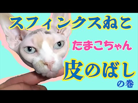 【スフィンクスねこ】皮のばしの巻【たまこちゃん】