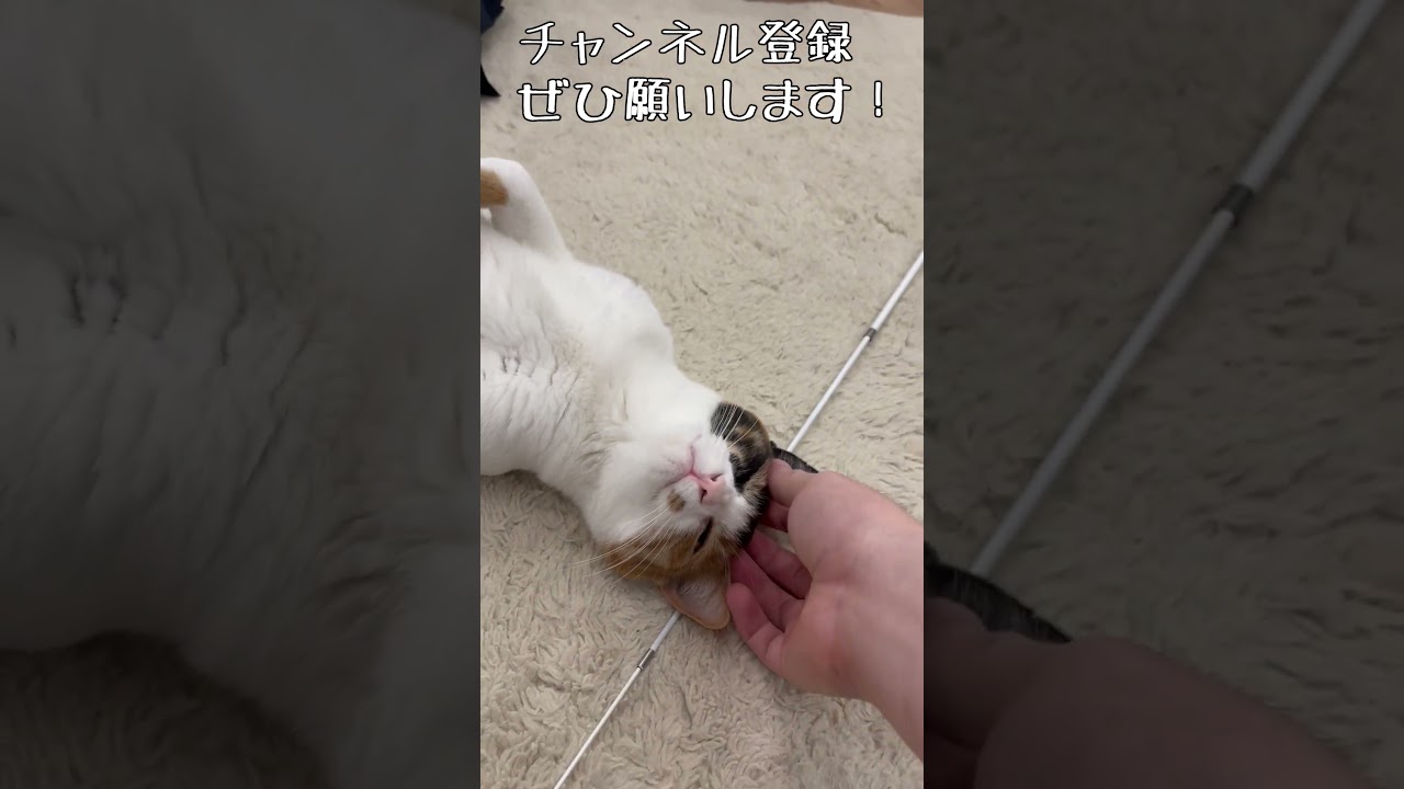 飼い主の後ろでしぬほどくつろぐねこが可愛いｗｗｗ #shrots #猫
