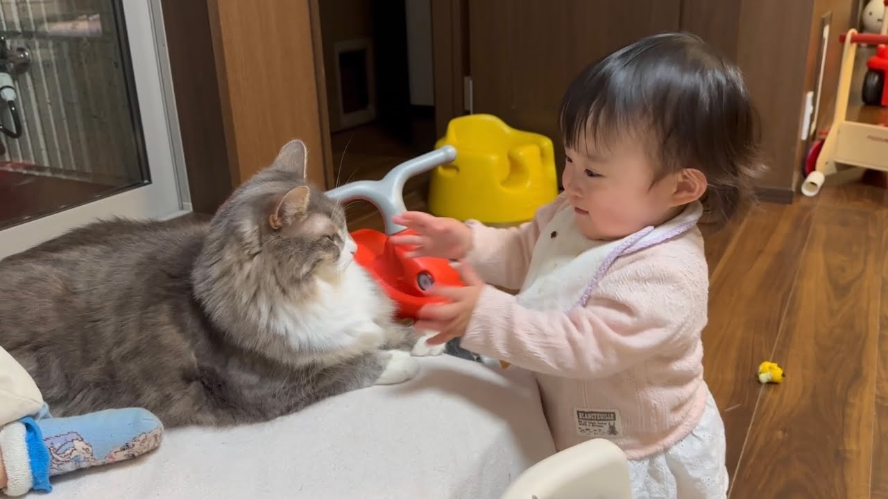 赤ちゃんからつんつんされる猫　ノルウェージャンフォレストキャットA cat touched by a baby. Norwegian Forest Cat.