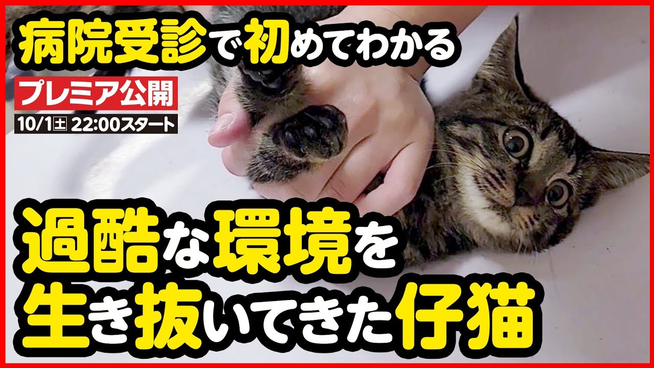 【子猫保護】見た目は健康？でも実際は...過酷な環境で生き抜いてきた子猫を保護しました