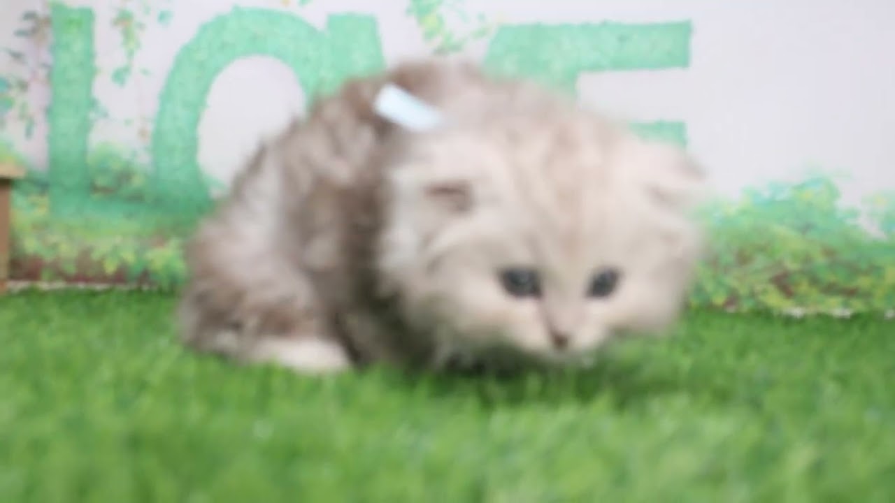 Coo&RIKU　No630005　スコティッシュフォールド