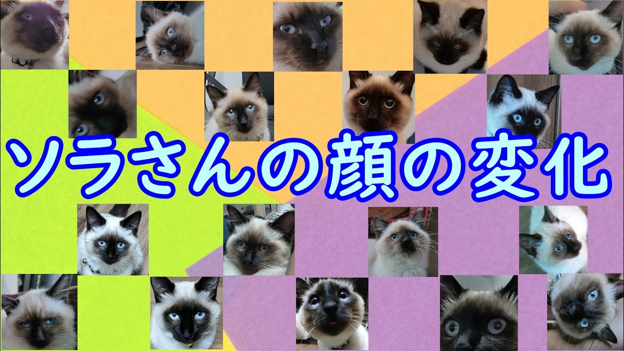 ソラさん（シャム猫）の顔の変化【Facial changes in Siamese cats】