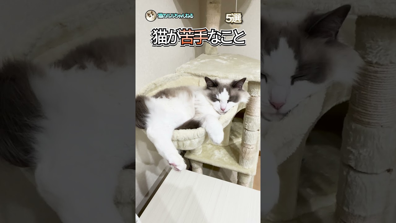 猫が苦手なこと５選#shorts #ラグドール