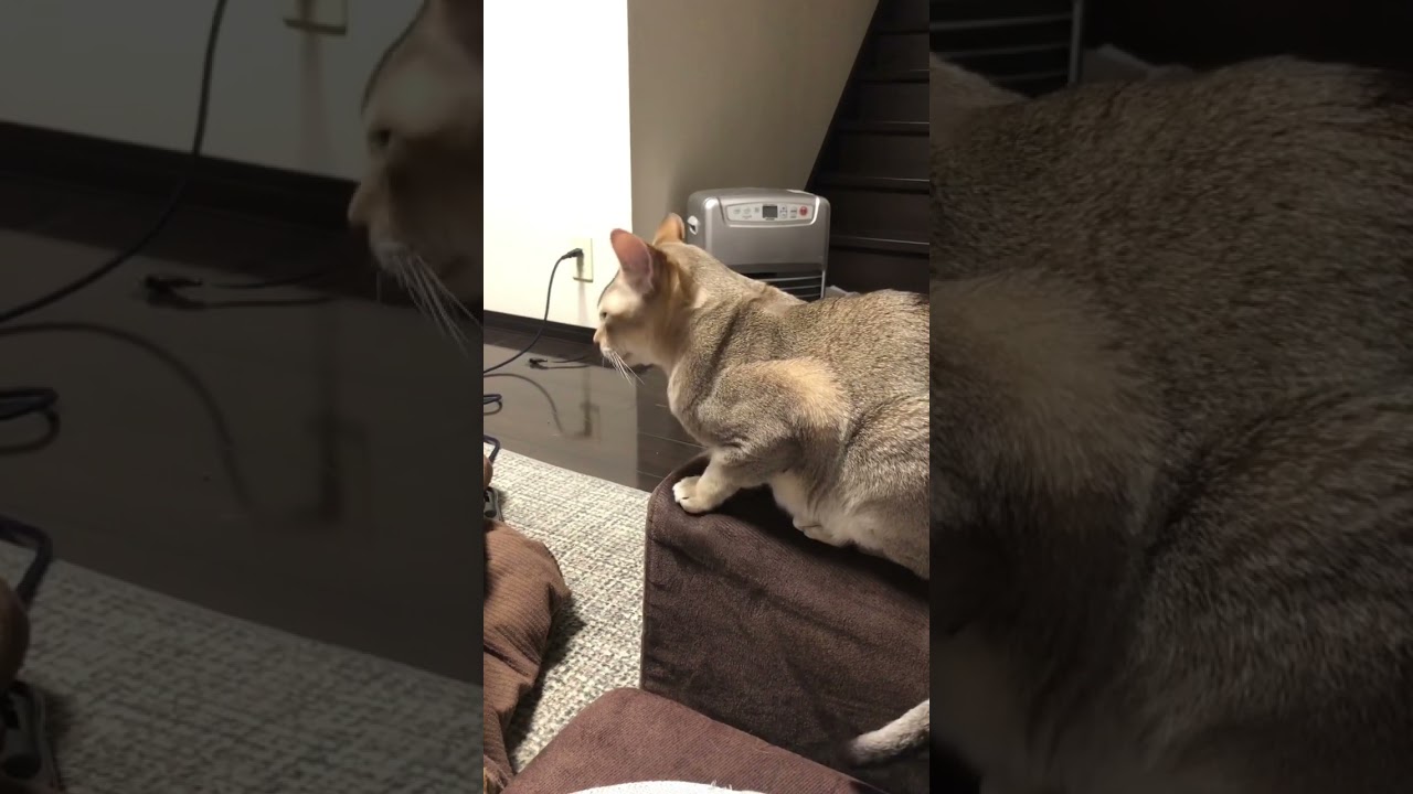 もっと撮れって？　　　　　　　　　　#猫 #シンガプーラ  #cats  #かわいい #文句 #毎日投稿