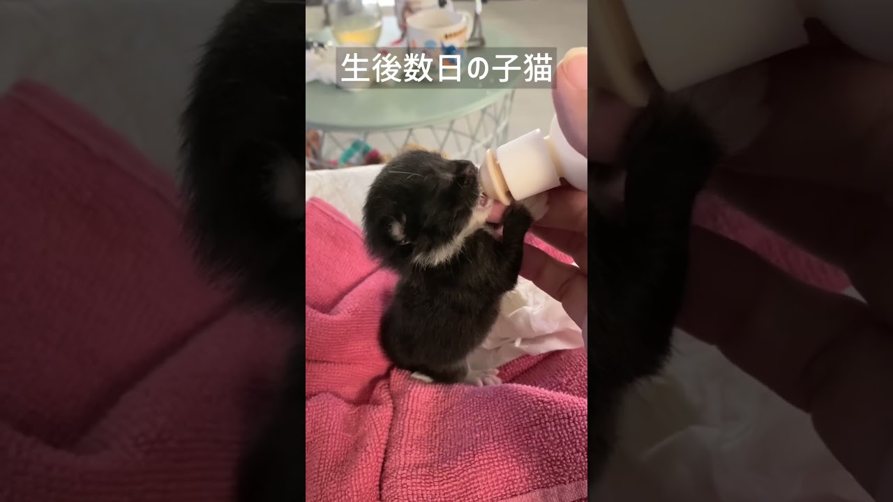 生後数日の子猫がやって来た