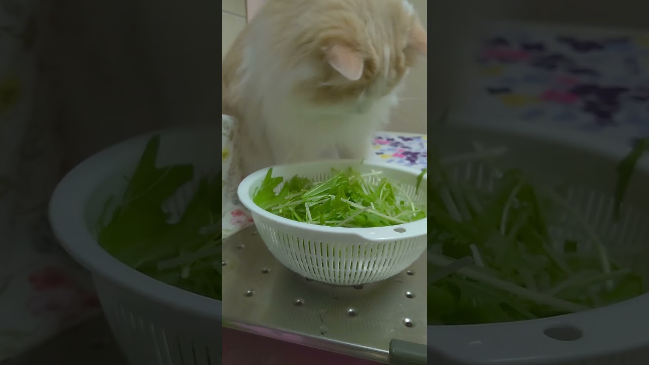 水菜でヘルシーに#大型猫#ラガマフィン
